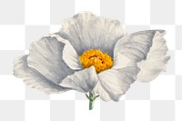 White Matilija poppies blossom png illustration hand drawn