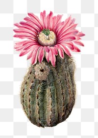 Vintage Turkeyhead cactus blooming illustration png sticker