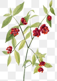 Strawberry bush png illustration hand drawn