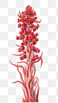 Hand drawn snow plant png floral illustration