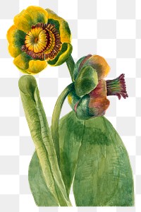 Hand drawn yellow lotus png floral illustration