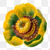 Vintage Nuphar lutea blooming illustration png sticker