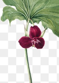 Hand drawn Sweet Trillium png floral illustration