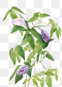 Butterfly pea blossom png illustration hand drawn