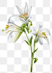 Hand drawn Washington lily png floral illustration
