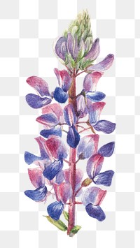 Summer flower lupine png illustration