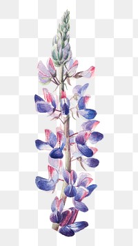 Purple lupine blossom png illustration hand drawn