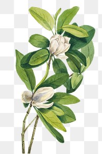 Swamp Magnolia blossom png illustration hand drawn