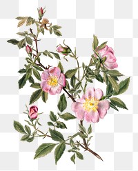 Rose mallow png botanical vintage illustration