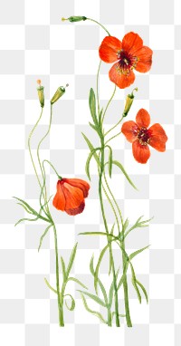 Hand drawn wind poppy png floral illustration