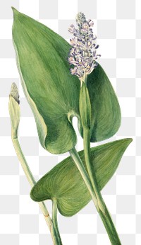 Hand drawn pickerelweed png floral illustration