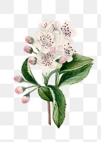 Vintage red chokeberry blooming illustration png sticker