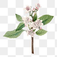 Hand drawn red chokeberry png floral illustration