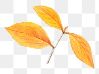 Hand drawn red chokeberry leaves png illustration