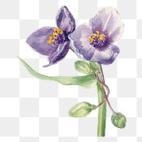 Summer flower Virginia spiderwort png illustration