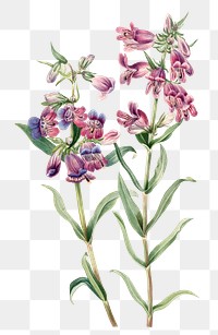 Hand drawn Prairie pentstemon png floral illustration