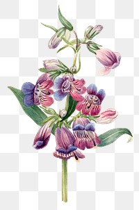 Summer flower Prairie pentstemon png illustration