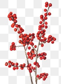 Png red winterberry botanical illustration watercolor