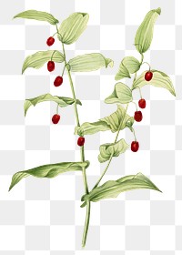 Red clasping twisted stalk png botanical illustration watercolor