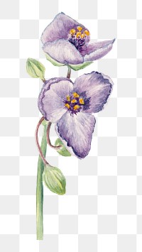 Virginia spiderwort blossom png illustration hand drawn