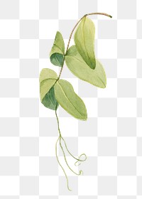 Png white pea green leaf botanical illustration watercolor
