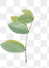 White pea green leaf png illustration watercolor