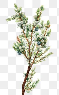 Mountain juniper png botanical illustration watercolor