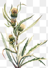 White thistle flower png botanical illustration watercolor