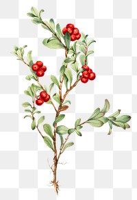 Red bearberry png botanical illustration watercolor