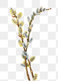 Pussy willow png botanical illustration watercolor