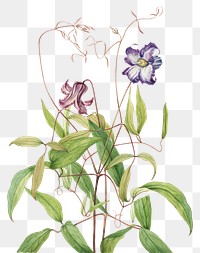 Purple flower png botanical illustration watercolor