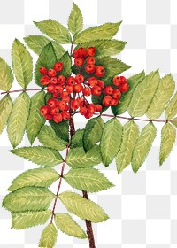 Red mountain ash berry png botanical illustration watercolor