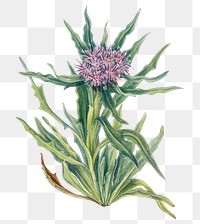 Saussurea flower png botanical illustration watercolor