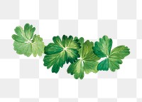 Lemon columbine leaf png botanical illustration watercolor