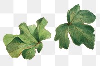 Mexican fremontia leaves png botanical illustration watercolor