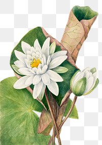 White american waterlily png botanical illustration watercolor