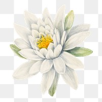White american waterlily flower png watercolor botanical illustration 