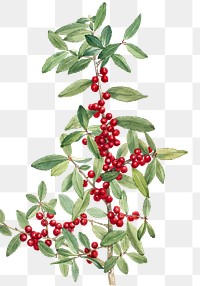 Red yaupon berry png botanical illustration watercolor