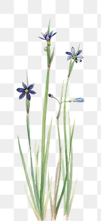 Blue-eyed-grass png botanical illustration watercolor