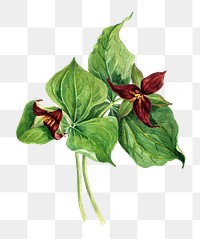 Red trillium png botanical illustration watercolor