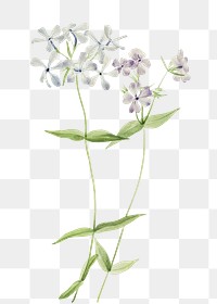 Blue phlox flower png botanical illustration watercolor