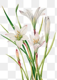 White atamasco lily png botanical illustration watercolor