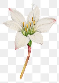 White tamasco lily flower png botanical illustration watercolor