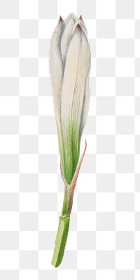 White tamasco lily flower bud png botanical illustration watercolor