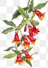 Red Crossvine flower png botanical illustration watercolor