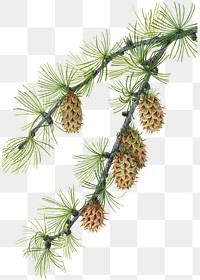 Western larch cone png botanical illustration watercolor