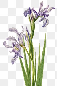 Rocky mountain iris flower png botanical illustration
