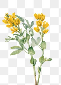 Goldenpea flower png botanical illustration watercolor