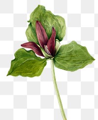 Giant trillium flower png botanical illustration watercolor