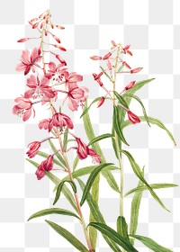 Fireweed flower png botanical illustration watercolor